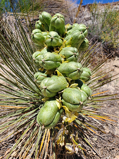 Narrow-leaved Yucca fruiting